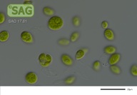 Neodesmus danubiales