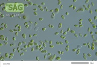 Neodesmus danubiales