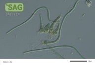 Westiellopsis spec.