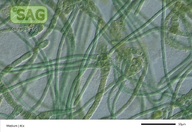Westiellopsis spec.