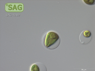 Microglena uva-maris
