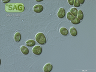 Microglena uva-maris