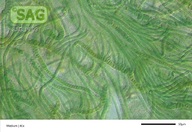 Westiellopsis spec.