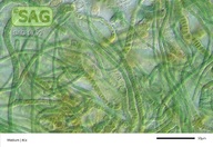Westiellopsis spec.