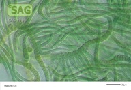 Westiellopsis spec.