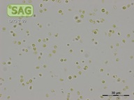 Microchloropsis gaditana