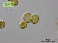 Tetrasporopsis fuscescens