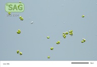 Kirchneriella aperta