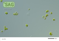 Kirchneriella aperta