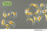 Pyrocystis lunula