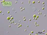Bracteacoccus bullatus
