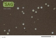 Parachlorella beijerinckii