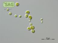 Stichococcus ampulliformis