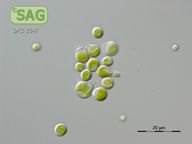Stichococcus ampulliformis