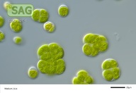 Tetracystis dissociata