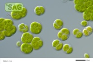 Tetracystis dissociata