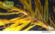 Dictyota dichotoma