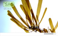 Dictyota dichotoma
