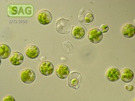 Dictyochloropsis asterochloroides