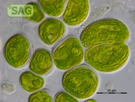Chaetopeltis orbicularis