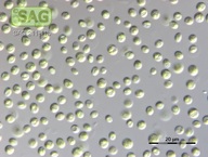 Chlorella vulgaris