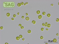 Chromochloris zofingiensis
