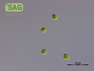 Chlorella spec.