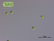 Chlorella spec.