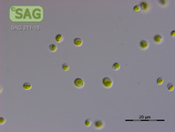 Chlorella spec.
