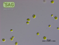 Chlorella spec.
