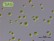 Chlorella spec.