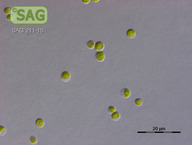 Chlorella spec.