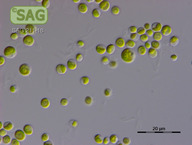 Chlorella spec.
