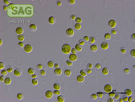 Chlorella spec.