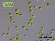 Chlorella spec.