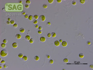 Chlorella spec.