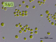 Chlorella spec.