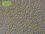 Tetratostichococcus jenerensis