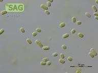 Deuterostichococcus deasonii