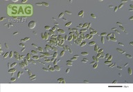 Coccomyxa viridis