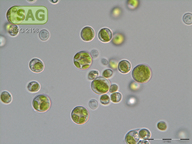 Jaagichlorella roystonensis
