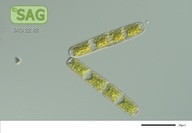 Penium margaritaceum