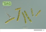 Penium margaritaceum