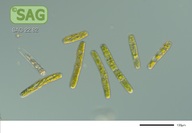 Penium margaritaceum