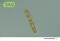 Penium margaritaceum