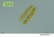 Penium margaritaceum