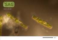 Penium margaritaceum