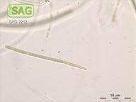Microcoleus steenstrupii