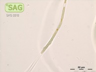Microcoleus steenstrupii
