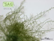 Westiellopsis prolifica